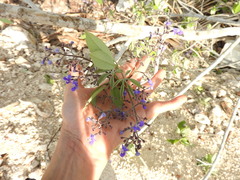 Vitex gaumeri