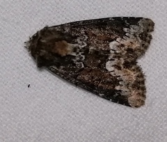Oligia strigilis