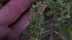 Gaiadendron punctatum