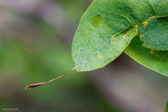 Andricus pedicellatus