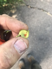 Contarinia virginianiae