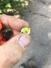 Contarinia virginianiae