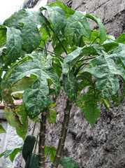 Vasconcellea × pentagona