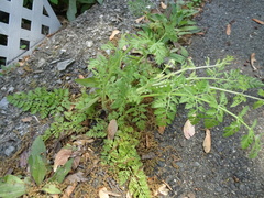 Ambrosia artemisiifolia