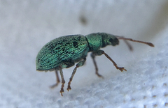 Phyllobius