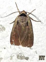 Ochropleura