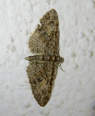 Eupithecia abbreviata