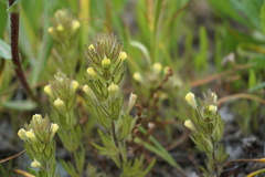Castilleja victoriae
