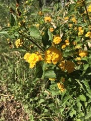 Lantana × hybrida