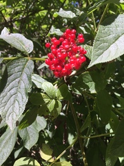 Sambucus racemosa racemosa