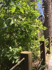 Sambucus racemosa racemosa