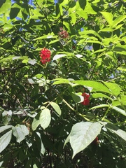 Sambucus racemosa racemosa