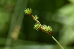 Carex echinodes