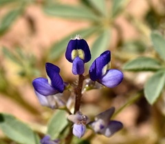 Lupinus pusillus intermontanus