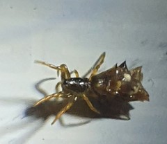 Micrathena gracilis