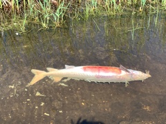 Acipenser fulvescens