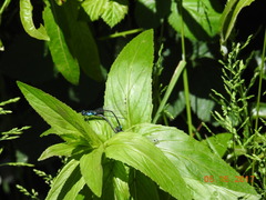Zoniagrion exclamationis