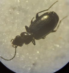 Syntomus americanus
