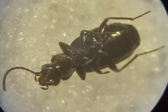 Syntomus americanus