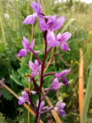 Orchis mascula laxifloriformis