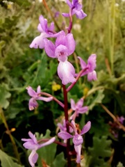 Orchis mascula laxifloriformis