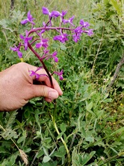 Orchis mascula laxifloriformis