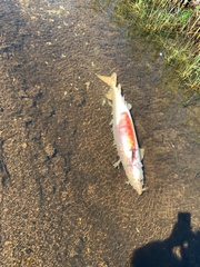 Acipenser fulvescens