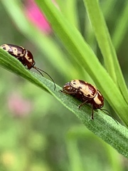 Cryptocephalus castaneus