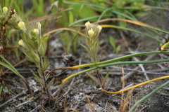 Castilleja victoriae