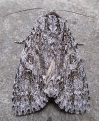 Acronicta impleta