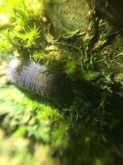 Venezillo grenadensis