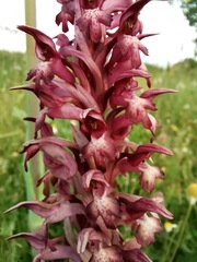 Anacamptis coriophora carpetana