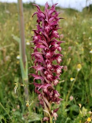 Anacamptis coriophora carpetana