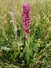 Anacamptis coriophora carpetana