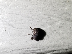Apteromechus