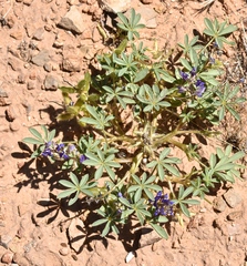 Lupinus pusillus intermontanus