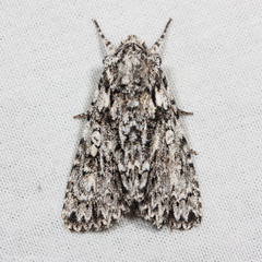 Acronicta marmorata