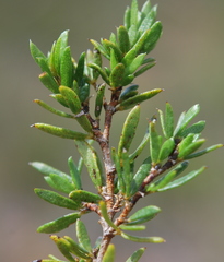 Psoralea curtisiae