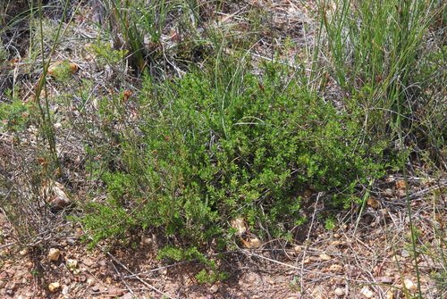 Image of Psoralea curtisiae by (c) Charles Stirton, some rights reserved (CC BY-SA)