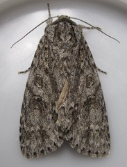 Acronicta impleta