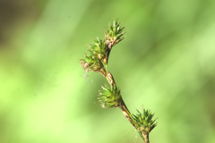 Carex echinodes