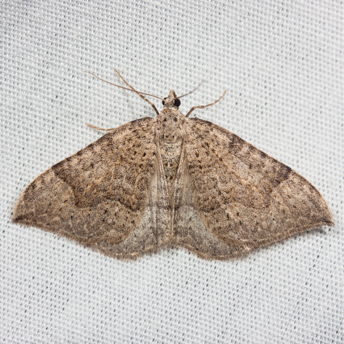 Zenophleps lignicolorata victoria