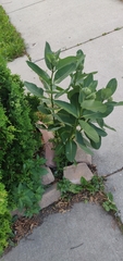 Asclepias syriaca