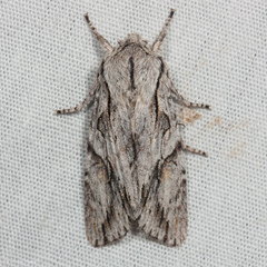 Egira crucialis