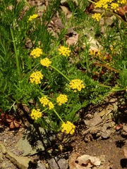 Lomatium grayi