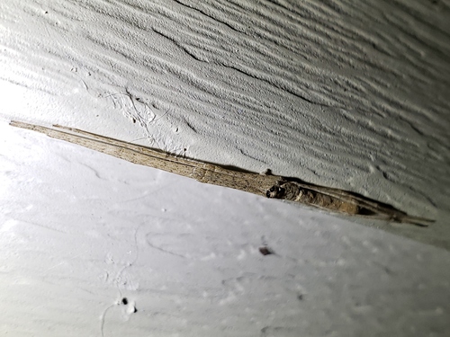 Ogre-faced Spider photo 4