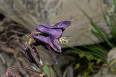 Aquilegia vulgaris