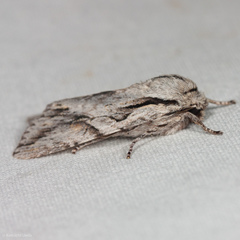 Egira crucialis