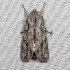 Egira crucialis