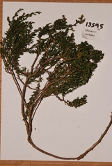 Psoralea curtisiae